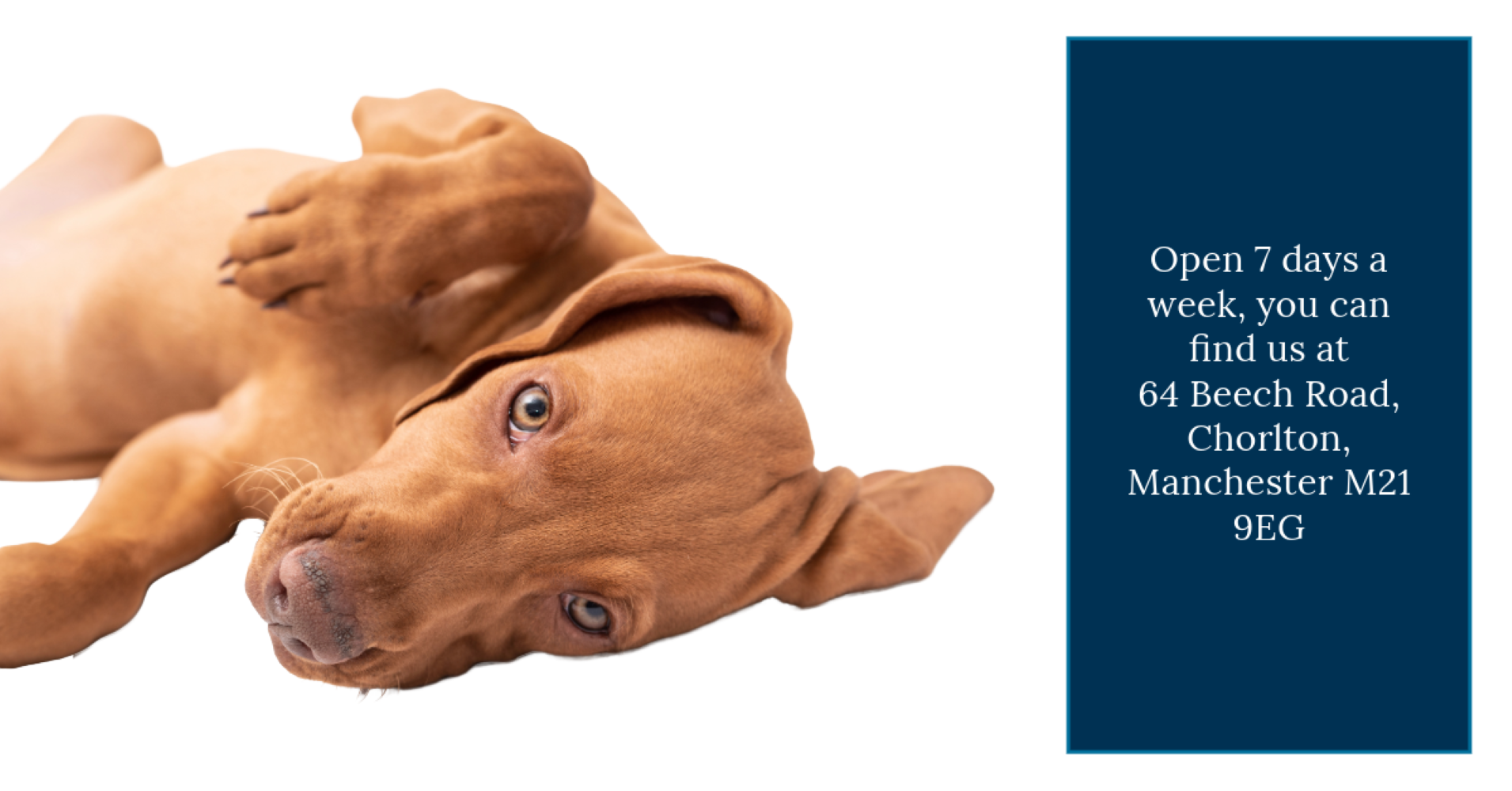 A close-up photo of a playful Hungarian Vizsla puppy lying on its side with its head tilted.